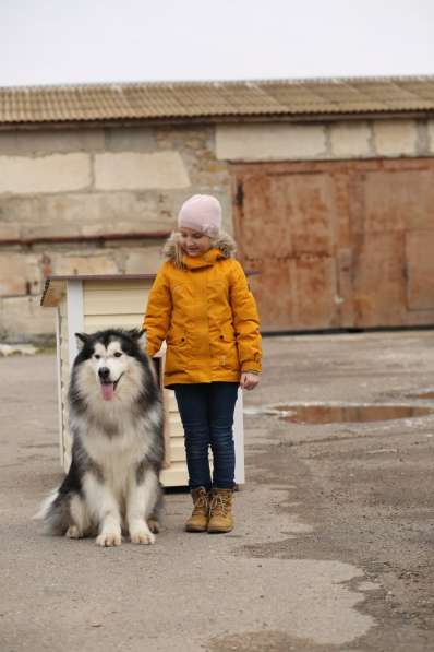 Аренда собаки для фотосессий в Севастополе фото 7