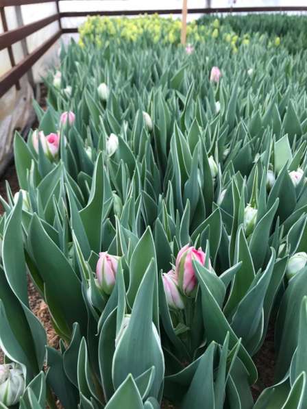 Продам тюльпан к 8 марта оптом в Краснодаре фото 4