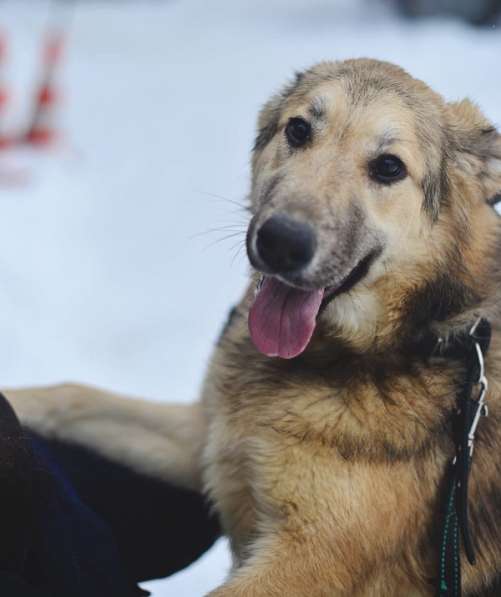 Молодая пушистая красавица Лиза ищет семью! в Москве фото 11