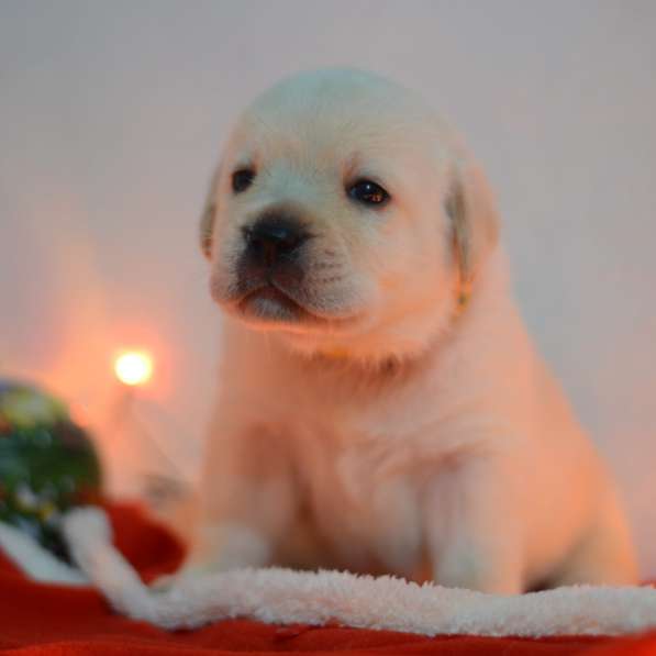 Щенки лабрадора ретривера в фото 34