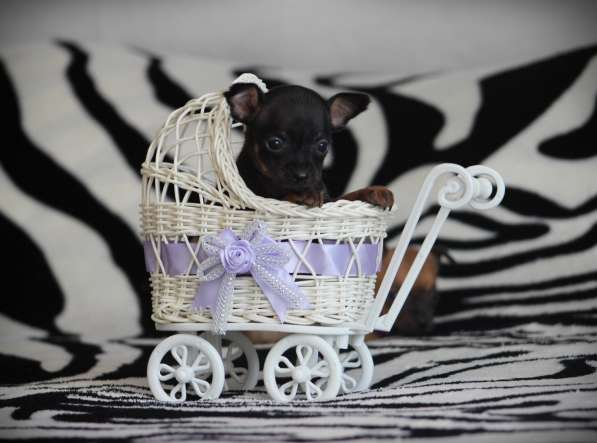 Щенки Русский Той в Иркутске фото 14