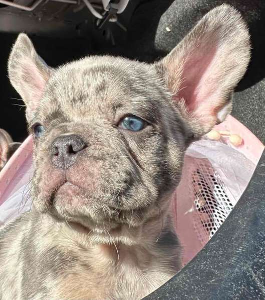 Французский бульдог. Blue merle with blue eyes в фото 4