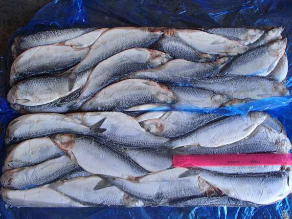 Свежемороженая Рыба, ОПТ цены в Санкт-Петербурге фото 4