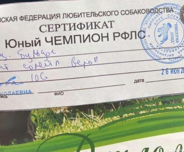 Французский бульдог вязка в Липецке фото 5