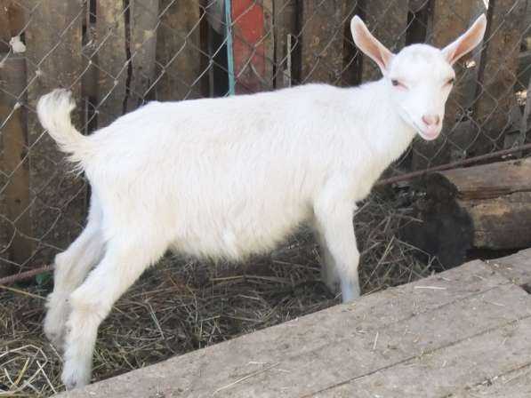 Чистопородные зааненские козлики в Голицыне фото 22