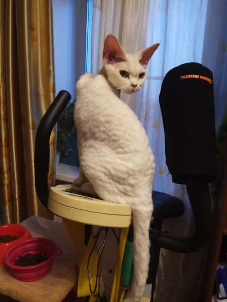 Девон-рекс котята, питомник Улан-Удэ в Улан-Удэ фото 7