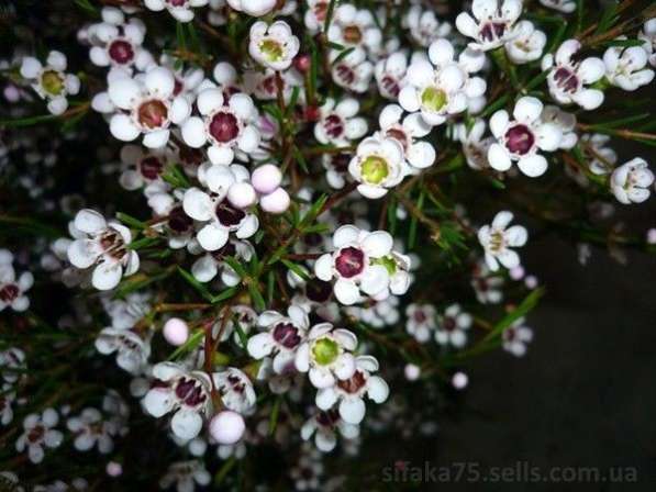 Хамелациум Сноуфлэйк, Chamelaucium Snowflakes