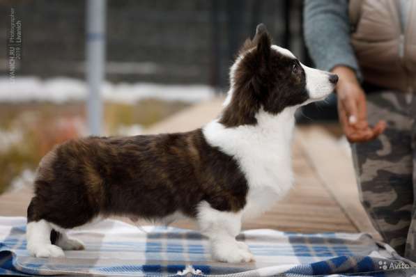 Вельш корги кардиган щенки предлагаем в Москве фото 3