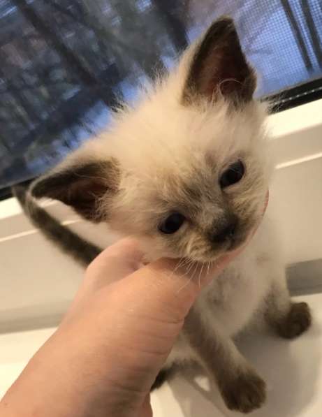 Европейская Бурма котенок лилового окраса в Санкт-Петербурге фото 14