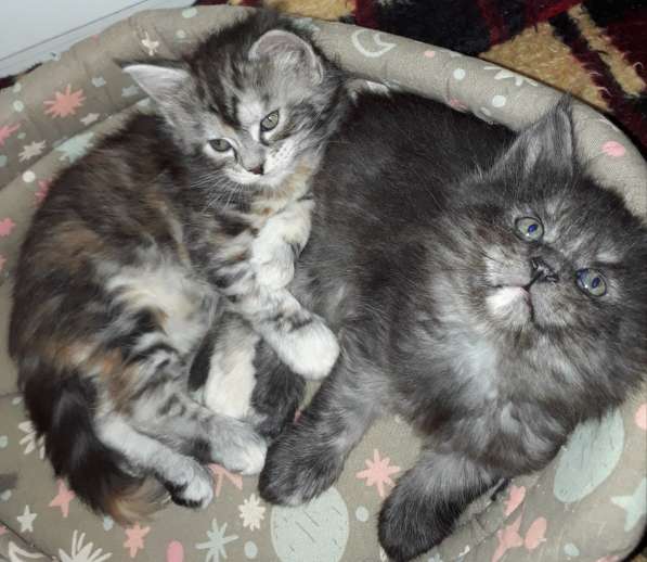 Котята Мейн-кун метисы в Наро-Фоминске фото 27