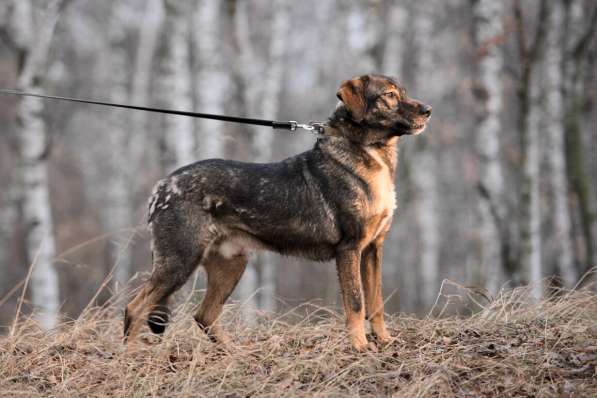 Надёжный Друг Курт ищет семью в Москве фото 40