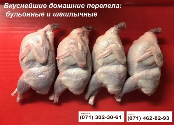 Домашни е перепела