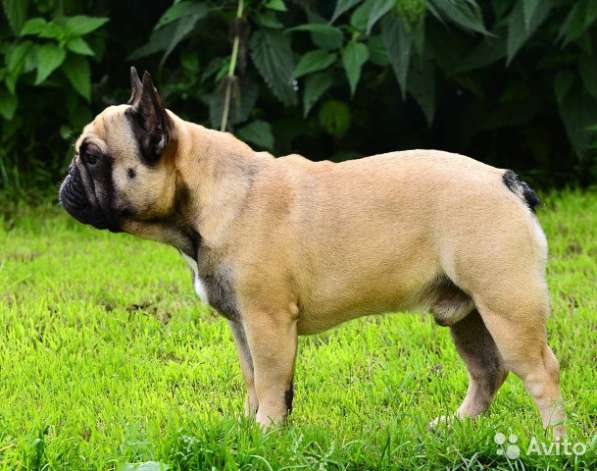 Французские бульдоги для вязки в Москве