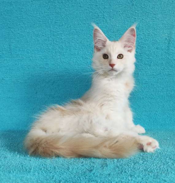 Котики мейн-кун из питомника в Владимире фото 12