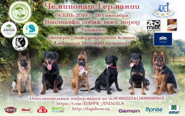 Состоится Выставка собак 29 сентября в Ташкенте в