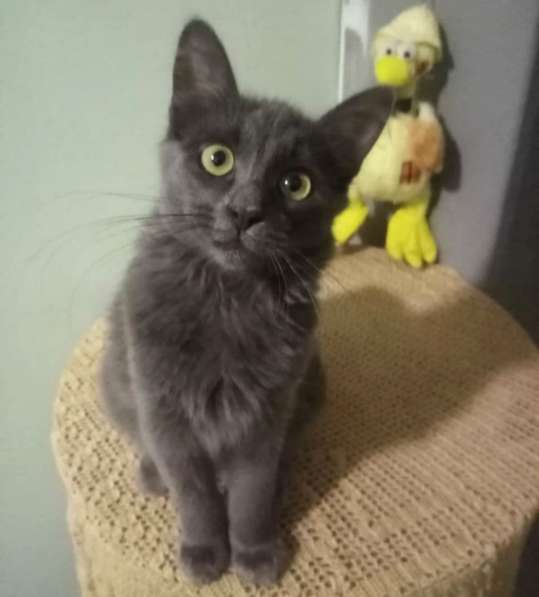 Котенок в добрые руки. Ласкушка Кирюша в Москве фото 10