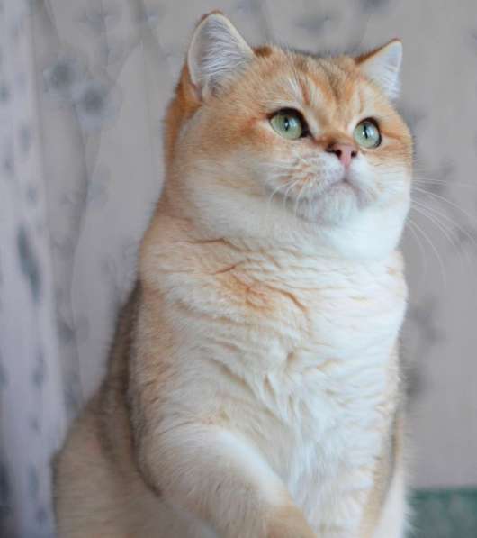 Предлагаем вам котят элитной породы британская золотая шинл в фото 10