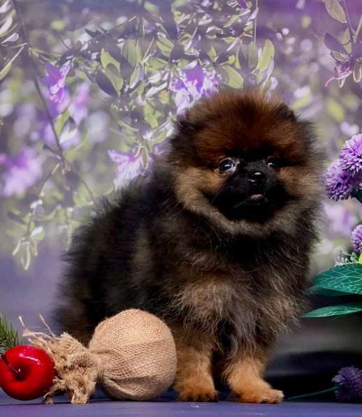 Мини мишка топтышка мальчик в Москве фото 10