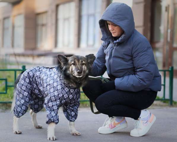 Пёсик в костюмчике ищет дом в Санкт-Петербурге фото 17