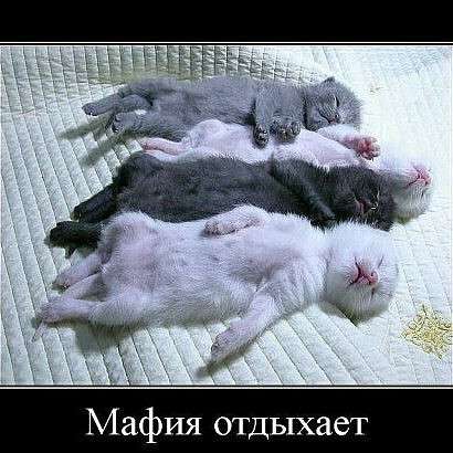 Котята в Самаре фото 5