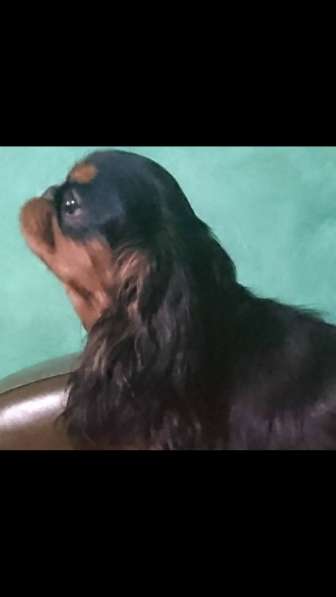 King Charles Spaniel сука в фото 11