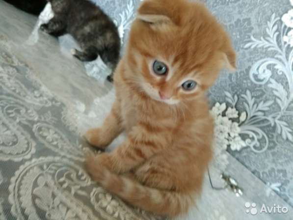 Котята вислоухие и прямоухие в Иванове фото 8