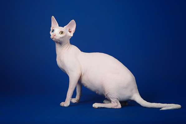 Роскошные из питомника котята Эльф, Бамбино, сфинкс в Ижевске фото 14