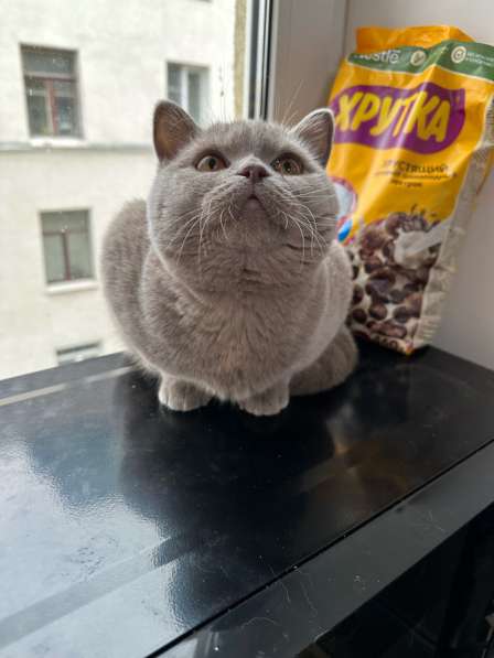 Британские котята в Москве