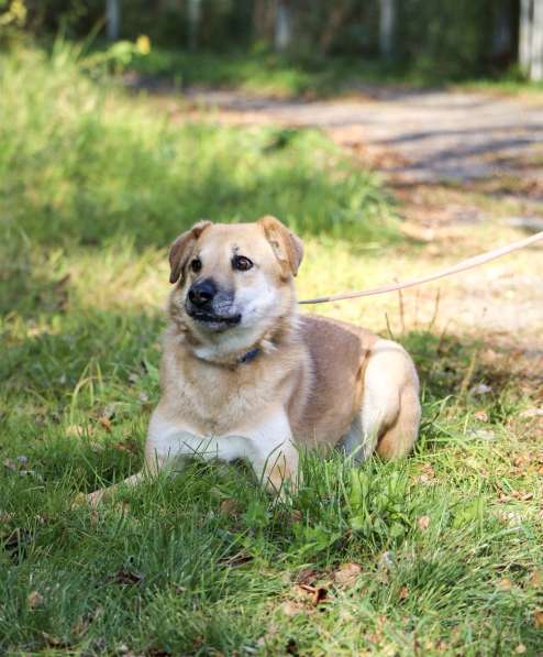Чудесная Барабулька ищет дом и любящую семью! в Москве фото 3