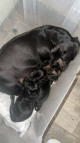 Такса в Тамбове