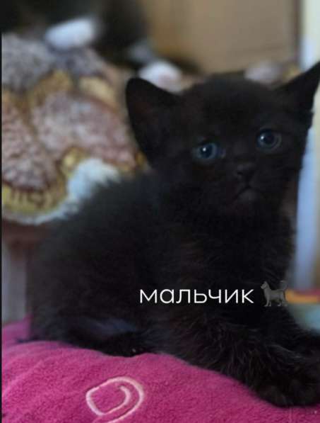 Котята в добрые руки в Сочи