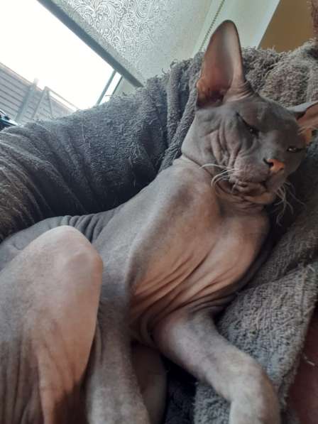 Донской сфинкс, мальчик в Санкт-Петербурге фото 4