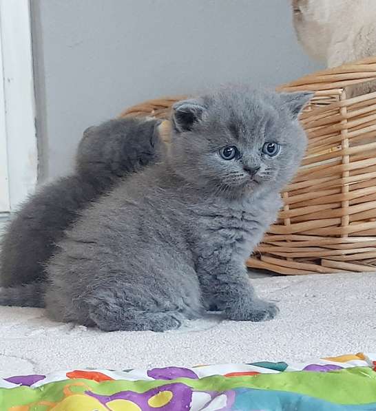 Британские котята в фото 3