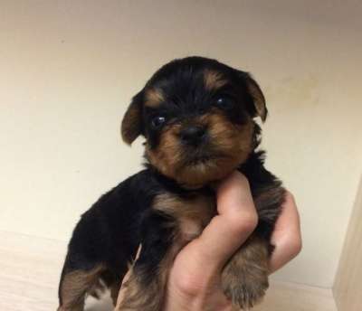 Йоркширские терьеры в Екатеринбурге фото 6