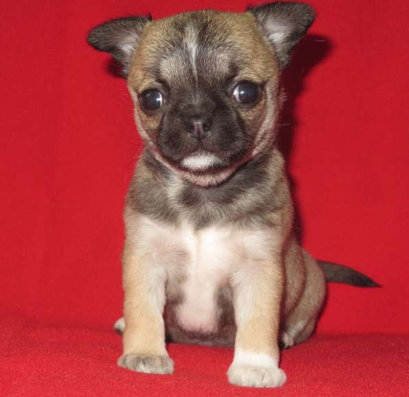 Чихуа девочка