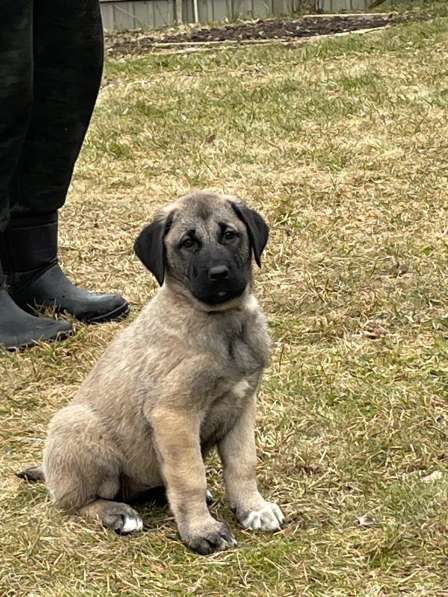 Щенки турецкого кангала в Москве фото 7