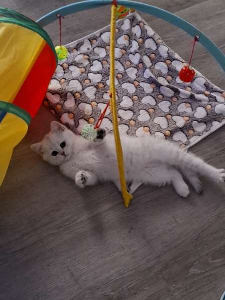 Британские котята в фото 8