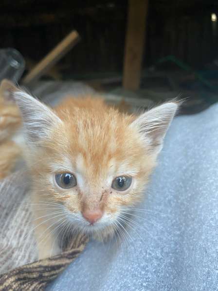 Котята в Калининграде фото 5