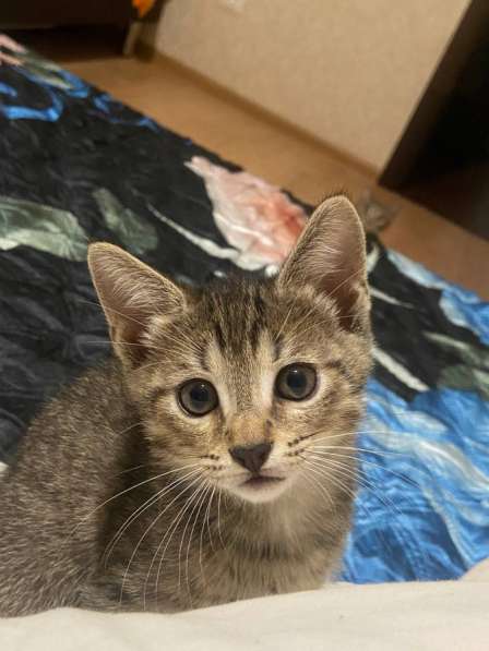 Котята в добрые руки(мальчики) в Уфе фото 4