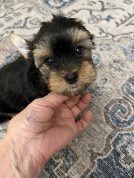 Бивер Йорк щенки в Москве фото 6