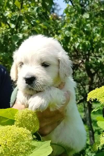 Щенки золотистого ретривера в Москве фото 8