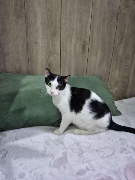 Котик Братик в добрые руки