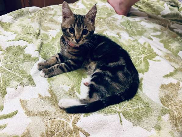 Бенгальский котёнок мраморного окраса в Костроме фото 3