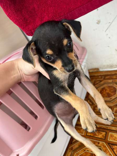 Мини той терьер в Краснодаре фото 3