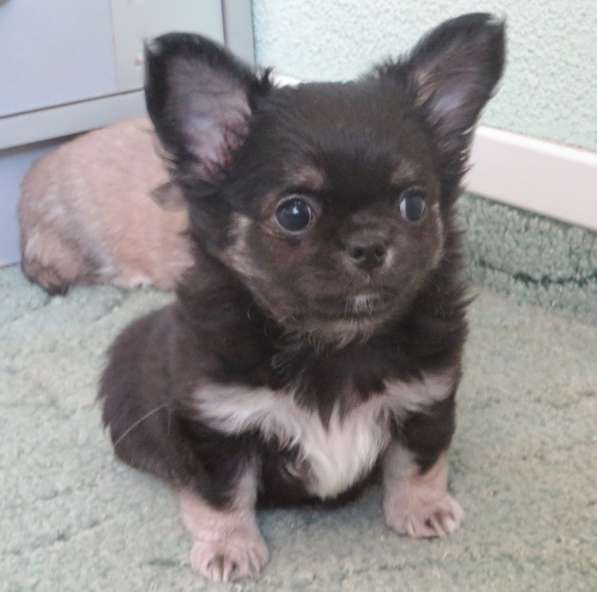 Чихуахуа шоу мальчик в Санкт-Петербурге фото 4