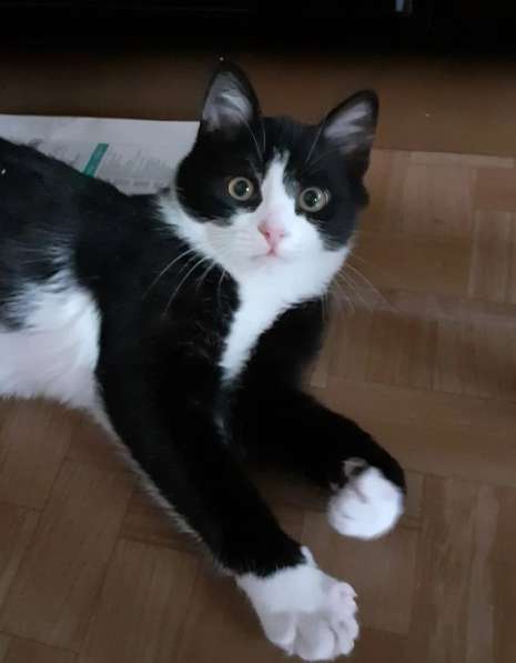 Отдам котика в хорошие, добрые руки