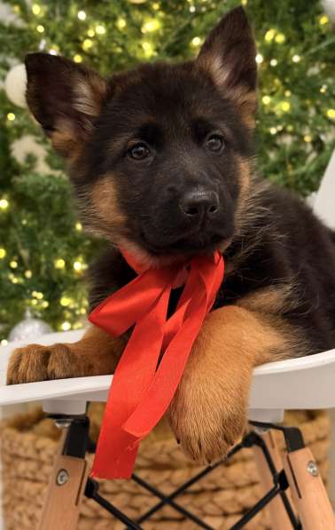 Щенки немецкой овчарки с документами, чистокровные в Москве фото 4