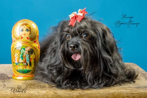 Русская цветная болонка Щенки в Подольске фото 3