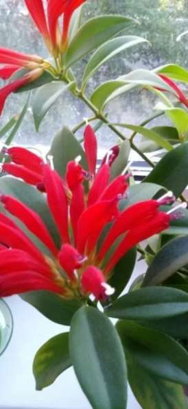 Домашние цветы. Эсхинантус в Москве