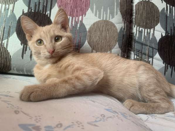 Котенок